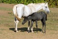 Thoroughbred mare and foal breastfeeding in the field Royalty Free Stock Photo