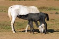 Thoroughbred mare and foal breastfeeding in the field rural scene Royalty Free Stock Photo