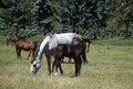 Thoroughbred mare and foal in pasture following mother. Royalty Free Stock Photo