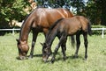 Thoroughbred mare and foal in pasture following mother. Royalty Free Stock Photo