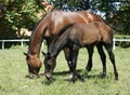 Thoroughbred mare and foal in pasture following mother. Royalty Free Stock Photo