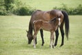 Thoroughbred mare and foal in pasture following mother. Royalty Free Stock Photo