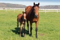 A thoroughbred mare and her filly