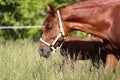 Extreme closeup mother horse and her newborn foal Royalty Free Stock Photo