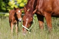 Extreme closeup mother horse and her newborn foal Royalty Free Stock Photo