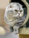 Thoroughbred lazy thick gray-blue Scotch British breed cat