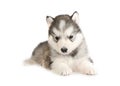 Thoroughbred Alaskan Malamute puppy isolated on a white background Royalty Free Stock Photo