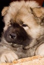 Thoroughbred puppy of a chow Royalty Free Stock Photo