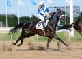 Thoroughbred racehorse and rider in motion