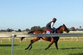 Thoroughbred racehorses training on a horse track in preperation for an international horse race on an early morning, Friday 18th