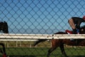 Thoroughbred racehorses training on a horse track in preperation for an international horse race on an early morning, Friday 18th