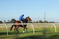 Thoroughbred racehorses training on a horse track in preperation for an international horse race on an early morning, Friday 18th