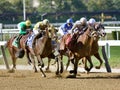 Thoroughbred Racing Action from Belmont Park