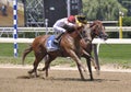 Thoroughbred Racing from Belmont Park