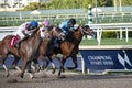 Horse race track fast action in Florida. Royalty Free Stock Photo