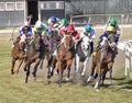 Thoroughbred Racing on the Turf