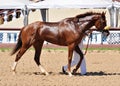 Thoroughbred red horse on awarding after a race