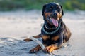 Dog of Rottweiler breed lies on sand and plays with stick near Black Sea Royalty Free Stock Photo