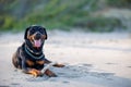 Dog of Rottweiler breed lies on sand and plays with stick near Black Sea Royalty Free Stock Photo