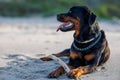 Dog of Rottweiler breed lies on sand and plays with stick near Black Sea Royalty Free Stock Photo