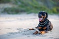 Dog of Rottweiler breed lies on sand and plays with stick near Black Sea Royalty Free Stock Photo