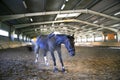 Thoroughbred saddle horse having fun in empty riders hall Royalty Free Stock Photo