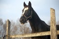 Thoroughbred saddle horse looking over the corral fence Royalty Free Stock Photo