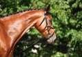 Thoroughbred sport horse with classic bridle Royalty Free Stock Photo