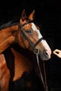 Thoroughbred sport horse with classic bridle Royalty Free Stock Photo