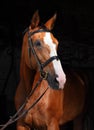 Thoroughbred sport horse with classic bridle Royalty Free Stock Photo