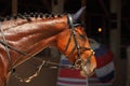 Thoroughbred sport horse with classic bridle Royalty Free Stock Photo