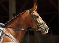 Thoroughbred sport horse with classic bridle Royalty Free Stock Photo