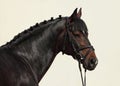 Thoroughbred sport horse with classic bridle Royalty Free Stock Photo