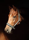 Thoroughbred sport horse with classic halter Royalty Free Stock Photo