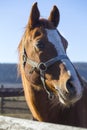 Thoroughbred stallion posing at the animal pen Royalty Free Stock Photo