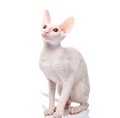 Thoroughbred White Cornish Rex Cat on white background.