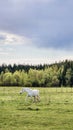 Thoroughbred white horse grazing in field next to forest. Beautiful rural landscape. Vertical photo. Royalty Free Stock Photo