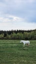 Thoroughbred white horse grazing in field next to forest. Beautiful rural landscape. Vertical photo. Royalty Free Stock Photo