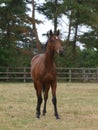 Thoroughbred Yearling Royalty Free Stock Photo