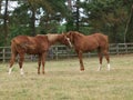 Thoroughbred Yearlings Royalty Free Stock Photo