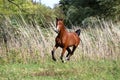 Thoroughbred young arabian stallion canter on summer meadow Royalty Free Stock Photo
