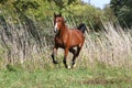 Thoroughbred young arabian stallion canter on summer meadow Royalty Free Stock Photo