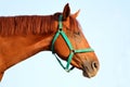Thoroughbred young horse posing against blue sky natural background Royalty Free Stock Photo