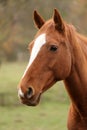 Head portrait of a young thoroughbred stallion on ranch autumnal weather Royalty Free Stock Photo