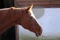 Head portrait of a young thoroughbred stallion on ranch autumnal weather Royalty Free Stock Photo