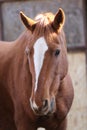 Head portrait of a young thoroughbred stallion on ranch autumnal weather Royalty Free Stock Photo