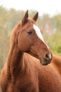 Head portrait of a young thoroughbred stallion on ranch autumnal weather Royalty Free Stock Photo