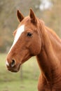 Head portrait of a young thoroughbred stallion on ranch autumnal weather Royalty Free Stock Photo