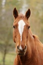 Head portrait of a young thoroughbred stallion on ranch autumnal weather Royalty Free Stock Photo