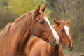 Head portrait of a young thoroughbred stallion on ranch autumnal weather Royalty Free Stock Photo